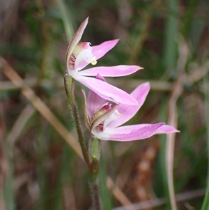 Caladenia carnea at Bungonia, NSW - 11 Sep 2024