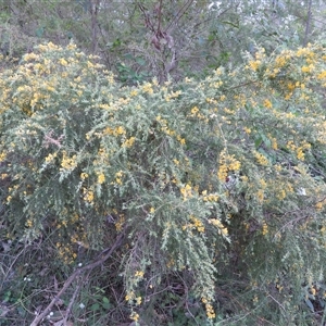 Genista monspessulana at Oakdale, NSW - 12 Sep 2024