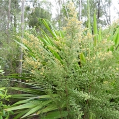 Genista monspessulana at Oakdale, NSW - 12 Sep 2024