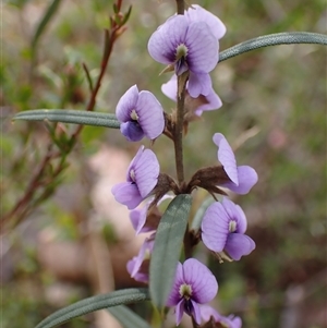 Hovea heterophylla at Penrose, NSW - 8 Sep 2024