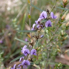 Hovea heterophylla at Penrose, NSW - 8 Sep 2024 12:06 PM