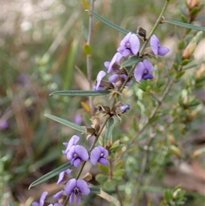 Hovea heterophylla at Penrose, NSW - 8 Sep 2024