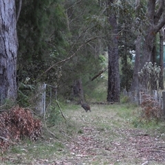 Notamacropus rufogriseus (Red-necked Wallaby) at Oakdale, NSW - 12 Sep 2024 by bufferzone