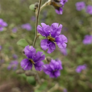 Dampiera purpurea at Bungonia, NSW - 11 Sep 2024 01:47 PM