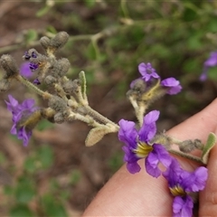 Dampiera purpurea at Bungonia, NSW - 11 Sep 2024