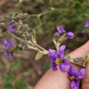 Dampiera purpurea at Bungonia, NSW - 11 Sep 2024 01:47 PM