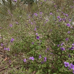 Dampiera purpurea at Bungonia, NSW - 11 Sep 2024 01:47 PM