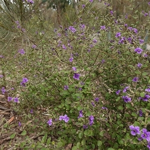 Dampiera purpurea at Bungonia, NSW - 11 Sep 2024