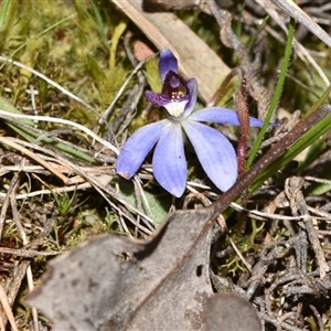 Cyanicula caerulea at Bruce, ACT - suppressed