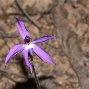 Glossodia major at Bruce, ACT - 11 Sep 2024