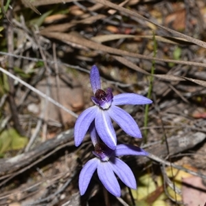 Cyanicula caerulea at Bruce, ACT - 11 Sep 2024