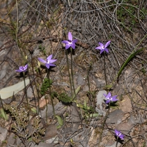 Glossodia major at Bruce, ACT - 11 Sep 2024