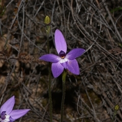 Glossodia major at Bruce, ACT - suppressed