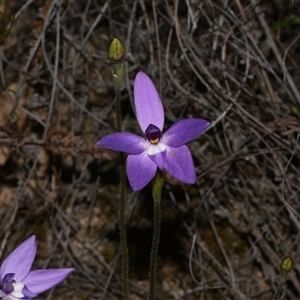 Glossodia major at Bruce, ACT - 11 Sep 2024