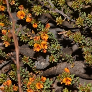 Pultenaea procumbens at Acton, ACT - 11 Sep 2024