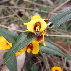 Mirbelia platylobioides (Large-flowered Mirbelia) at Penrose, NSW - 8 Sep 2024 by AnneG1