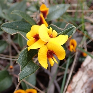 Mirbelia platylobioides at Penrose, NSW - 8 Sep 2024