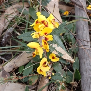 Mirbelia platylobioides at Penrose, NSW - 8 Sep 2024