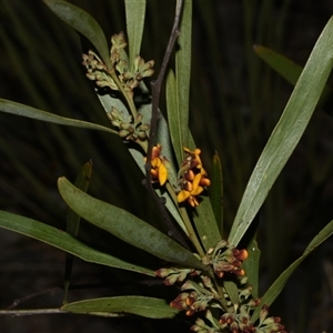 Daviesia mimosoides subsp. mimosoides at Acton, ACT - 11 Sep 2024