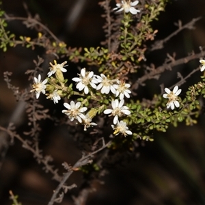 Olearia microphylla at Acton, ACT - 11 Sep 2024