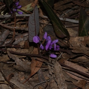 Hardenbergia violacea at Acton, ACT - 11 Sep 2024