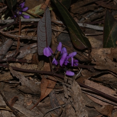 Hardenbergia violacea (False Sarsaparilla) at Acton, ACT - 11 Sep 2024 by Venture