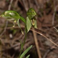 Bunochilus umbrinus (Broad-sepaled Leafy Greenhood) at Acton, ACT - 11 Sep 2024 by Venture