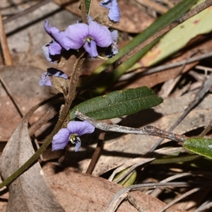 Hovea heterophylla at Acton, ACT - 11 Sep 2024 04:38 PM