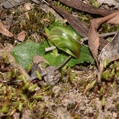 Pterostylis nutans (Nodding Greenhood) at Acton, ACT - 11 Sep 2024 by Venture