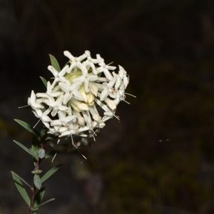 Pimelea linifolia subsp. linifolia at Acton, ACT - 11 Sep 2024 04:35 PM