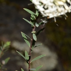 Pimelea linifolia subsp. linifolia at Acton, ACT - 11 Sep 2024 04:35 PM