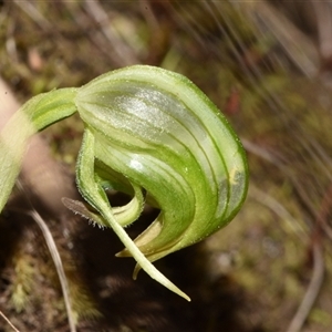 Pterostylis nutans at Acton, ACT - suppressed