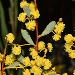 Acacia buxifolia subsp. buxifolia (Box-leaf Wattle) at Acton, ACT - 11 Sep 2024 by Venture