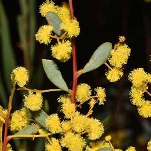 Acacia buxifolia subsp. buxifolia at Acton, ACT - 11 Sep 2024