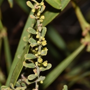 Phyllanthus occidentalis at Acton, ACT - 11 Sep 2024