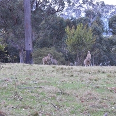 Macropus giganteus (Eastern Grey Kangaroo) at Oakdale, NSW - 11 Sep 2024 by bufferzone