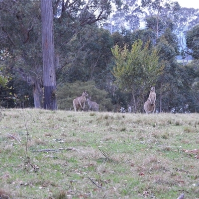 Macropus giganteus (Eastern Grey Kangaroo) at Oakdale, NSW - 12 Sep 2024 by bufferzone