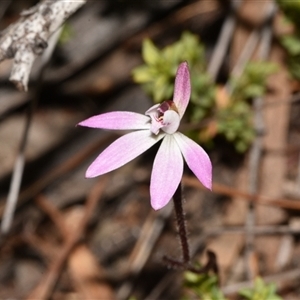 Caladenia fuscata at Acton, ACT - 11 Sep 2024