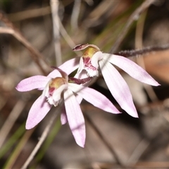 Caladenia fuscata (Dusky Fingers) at Acton, ACT - 11 Sep 2024 by Venture