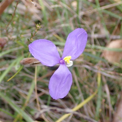 Patersonia sericea var. sericea (Silky Purple-flag) at Penrose, NSW - 8 Sep 2024 by AnneG1