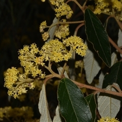 Pomaderris intermedia (Golden Pomaderris) at Acton, ACT - 11 Sep 2024 by Venture