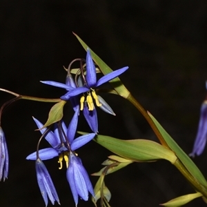 Stypandra glauca at Acton, ACT - 11 Sep 2024