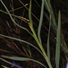 Stypandra glauca at Acton, ACT - 11 Sep 2024