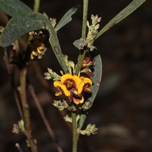 Daviesia mimosoides subsp. mimosoides at Acton, ACT - 11 Sep 2024