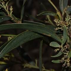 Daviesia mimosoides subsp. mimosoides at Acton, ACT - 11 Sep 2024