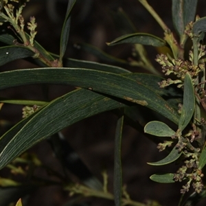 Daviesia mimosoides subsp. mimosoides at Acton, ACT - 11 Sep 2024 04:00 PM