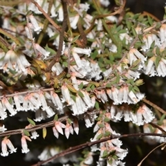 Leucopogon fletcheri subsp. brevisepalus (Twin Flower Beard-Heath) at Acton, ACT - 11 Sep 2024 by Venture