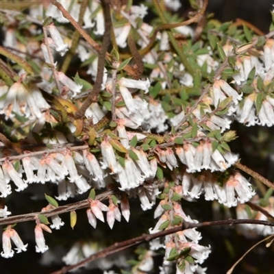 Leucopogon fletcheri subsp. brevisepalus (Twin Flower Beard-Heath) at Acton, ACT - 11 Sep 2024 by Venture