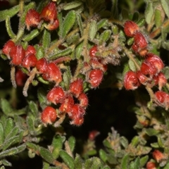 Grevillea alpina (Mountain Grevillea / Cat's Claws Grevillea) at Acton, ACT - 11 Sep 2024 by Venture