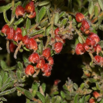 Grevillea alpina (Mountain Grevillea / Cat's Claws Grevillea) at Acton, ACT - 11 Sep 2024 by Venture